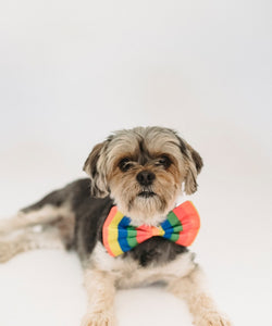 The Canine Chronicles: Benefits of Colourful Accessories for your Pet